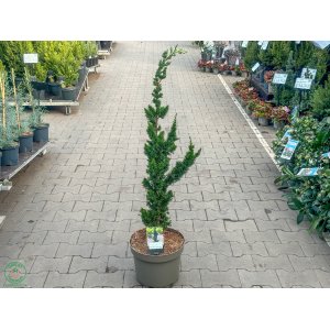 Cypruštek lawsonov (Chamaecyparis lawsoniana) ´Wissel's Saguaro´ - výška 80-100 cm, kont. C7,5L